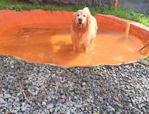 Guardería canina