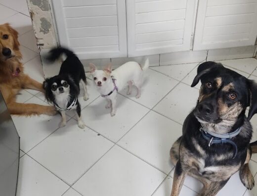 guarderia canina mangochupao
