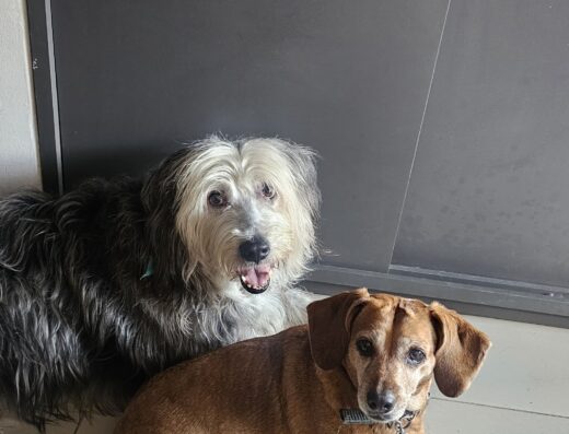 guarderia canina mangochupao