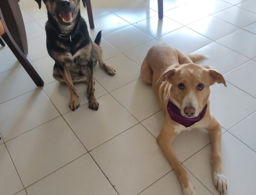 guarderia canina mangochupao