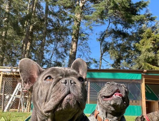 Guardería canina Pata’Pals