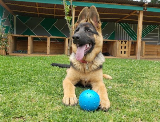 Guardería canina Pata’Pals