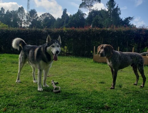 Guardería canina Pata’Pals