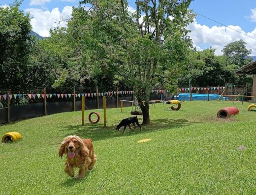Guardería Canina The Dog´s Club