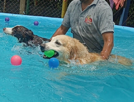 Guardería Canina The Dog´s Club