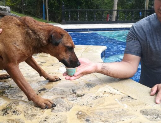 Guardería Canina The Dog´s Club