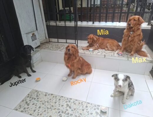 Guardería Encantadogs