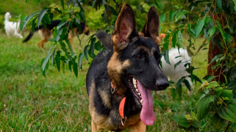 Guardería Para Perros – Hotel y días recreativos Caninos