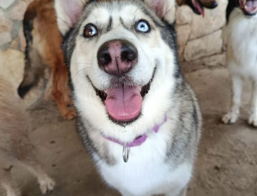 Guardería Para Perros – Hotel y días recreativos Caninos