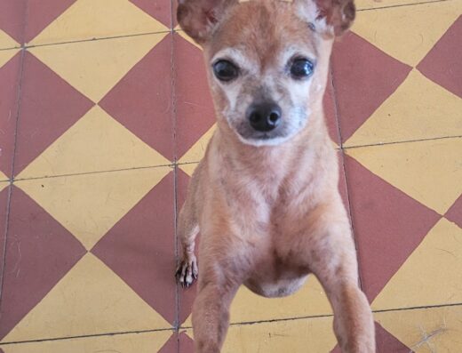 HAPPYPET EL SALVADOR