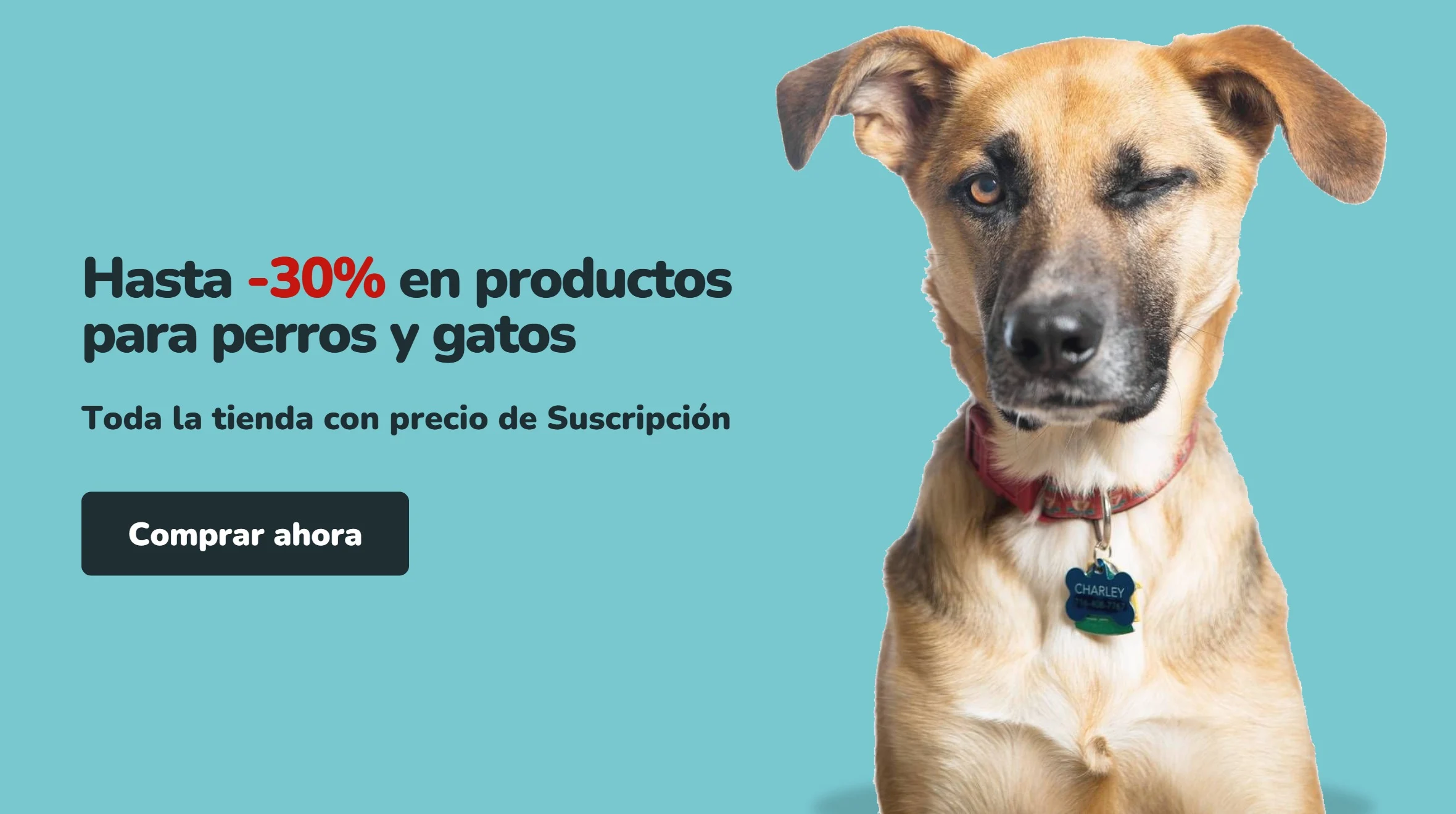 Perro mestizo color canela guiñando un ojo sobre fondo turquesa. Hasta 30% de descuento en productos para perros y gatos en Parche Peludo