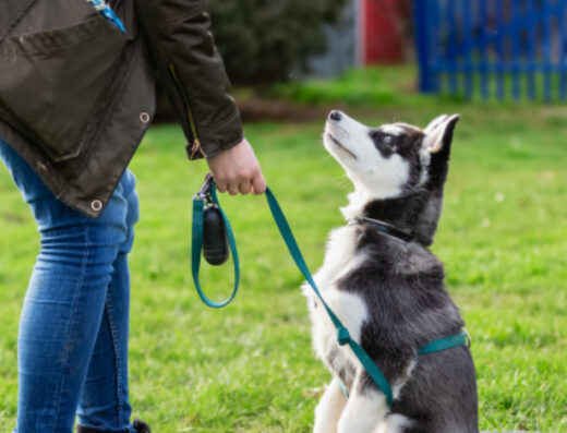 Hotel & Guarderia Canina