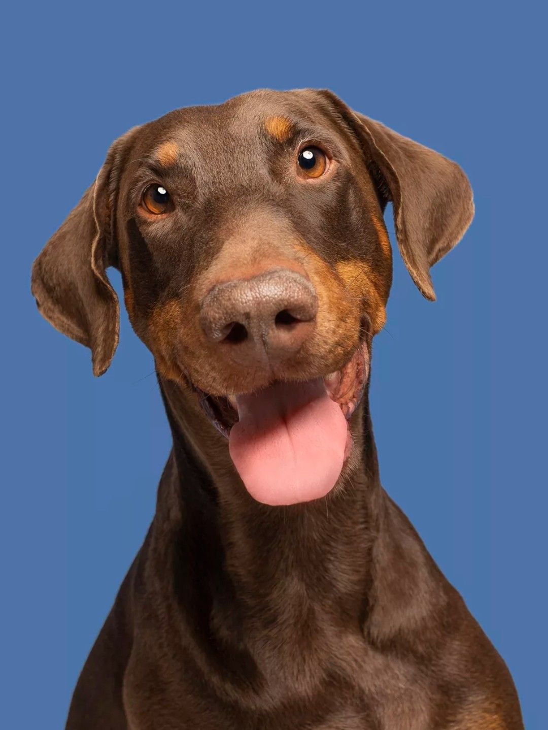 Perro feliz esperando a su humano