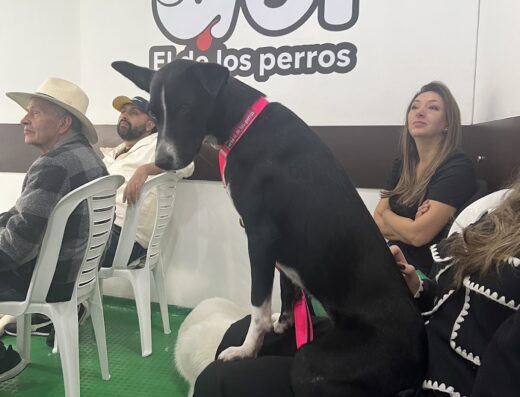 Jei el de los perros