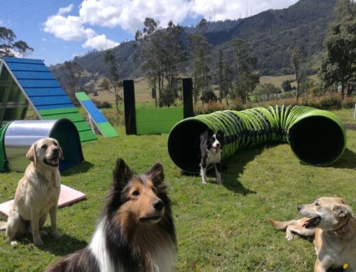 K-nes Campestre