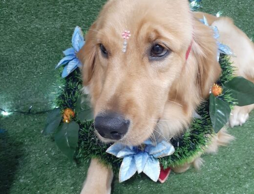 Lara Pets Cali