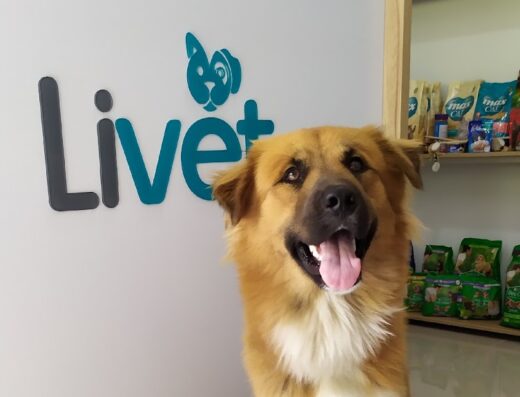 Livet Clínica Veterinaria