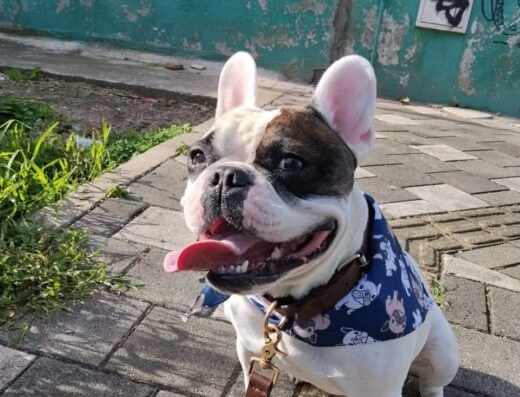 Bulldog francés encontrado
