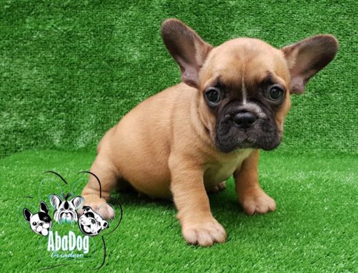 Mascotas Abadog