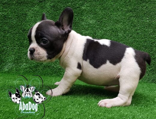Mascotas Abadog