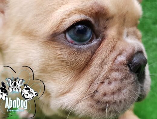 Mascotas Abadog