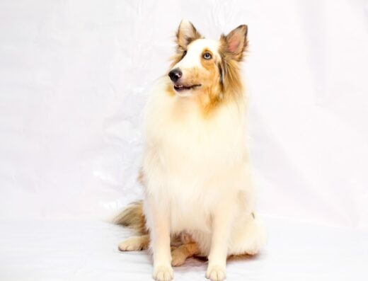 Mascotas Felices Clínica Veterinaria 24/7 Sabaneta