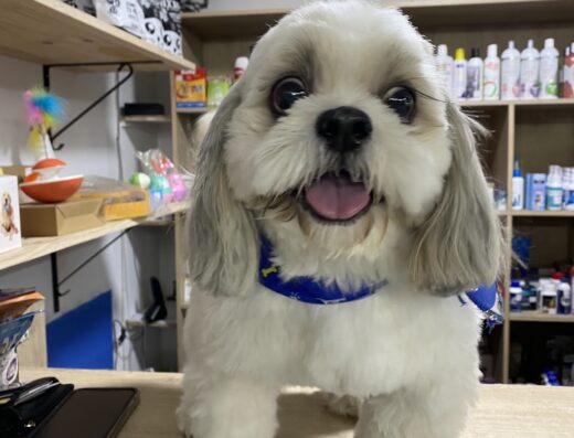 Mascotas Felices Clínica Veterinaria 24/7 Sabaneta