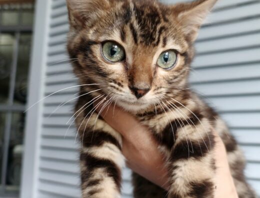 Mirringa Servicio Felino