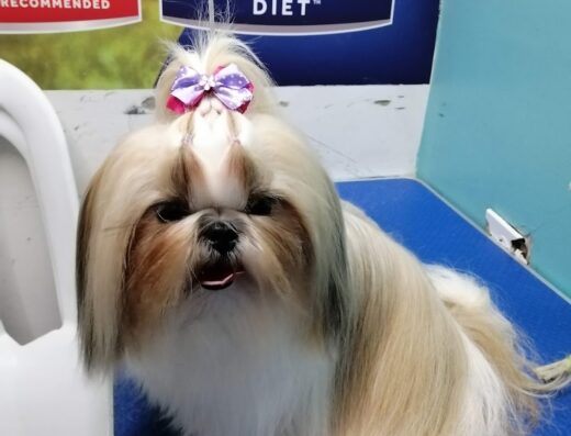 Mundo Mascota