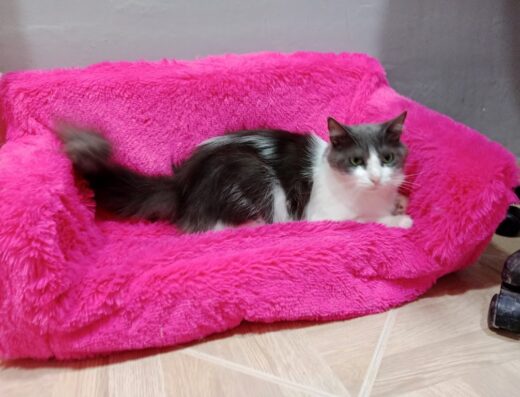 Nikolandia guarderia para gatos