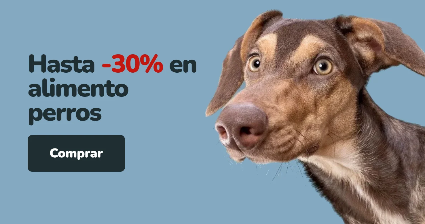 Perro mestizo café de perfil sobre fondo azul grisáceo. Hasta 30% de descuento en alimento para perros en Parche Peludo