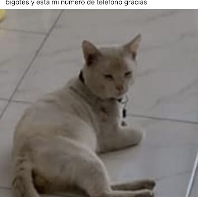 Bigotes