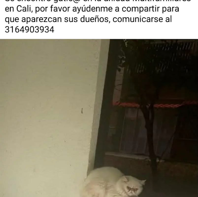 Gato encontrado en 01 – Sur