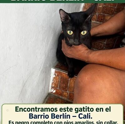 Gato encontrado en Berlin