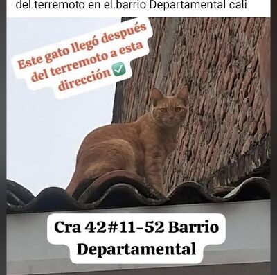 Gato encontrado en Departamental Gato Naranja