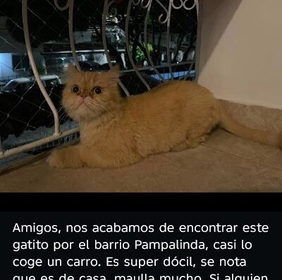 Gato encontrado en Pampalinda