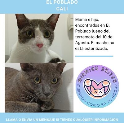 Gato encontrado en Poblado