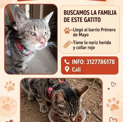 Gato encontrado en Primero De Mayo