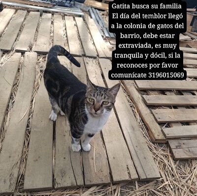 Gato encontrado en Valle De Lili