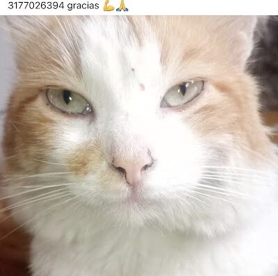 Gato perdido en Las Orquideas
