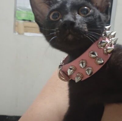 Gato perdido en Santa Barbara