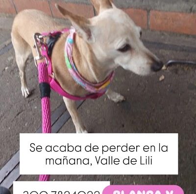 Lulú