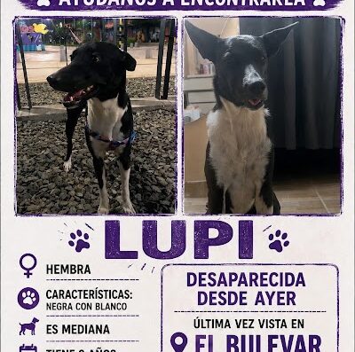 Lupi