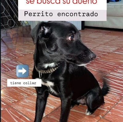 Negro