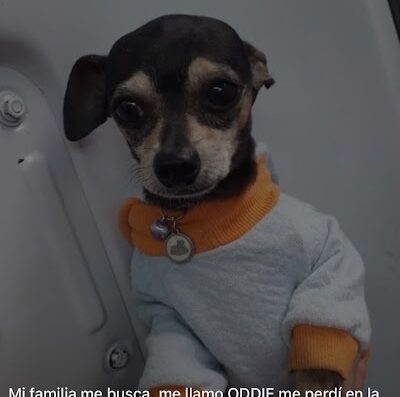 Oddie