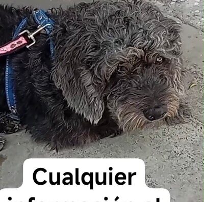 Perro encontrado en Alfonso Bonilla Aragon