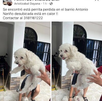 Perro encontrado en Antonio Narino
