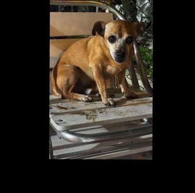 Perro encontrado en Departamental