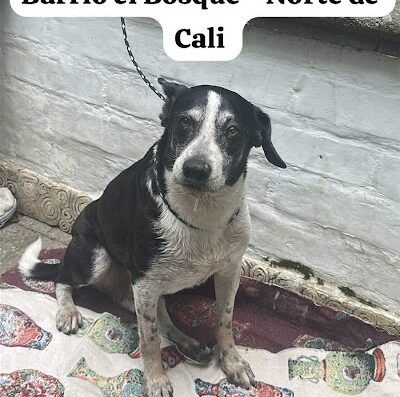 Perro encontrado en El Bosque