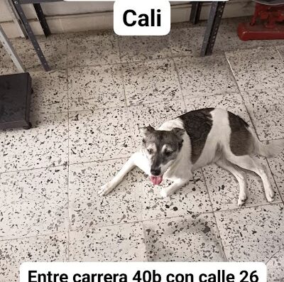 Perro encontrado en El Jardin